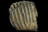 Partial Southern Mammoth Molar - Hungary #111855-1
